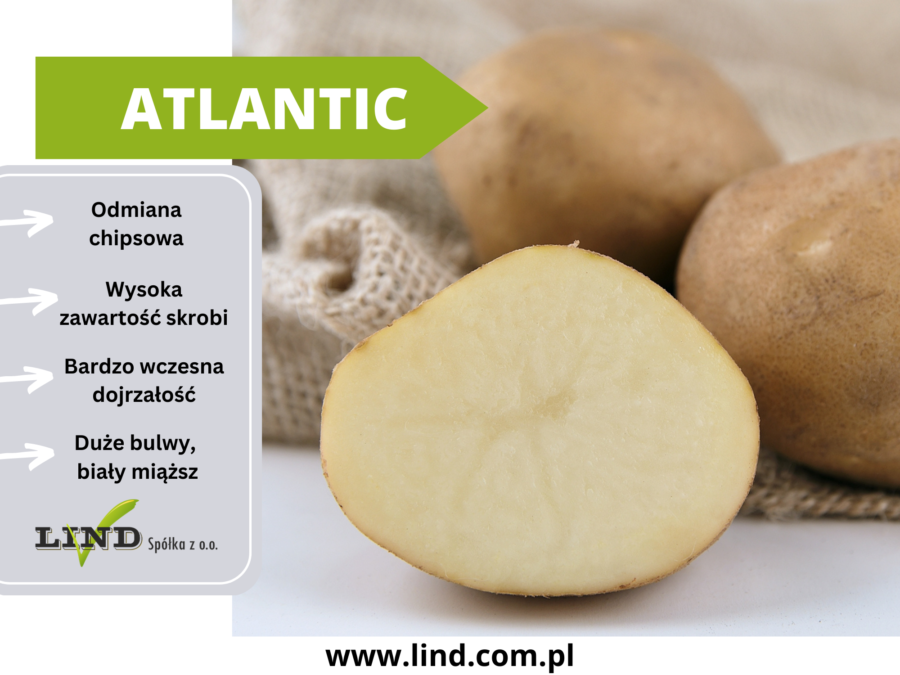 Atlantic sadzeniaki ziemniaka Lind Kędrzyno Polska zachodniopomorskie seed potatoes