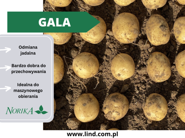 Gala sadzeniaki ziemniaka seed potatoes Lind Polska
