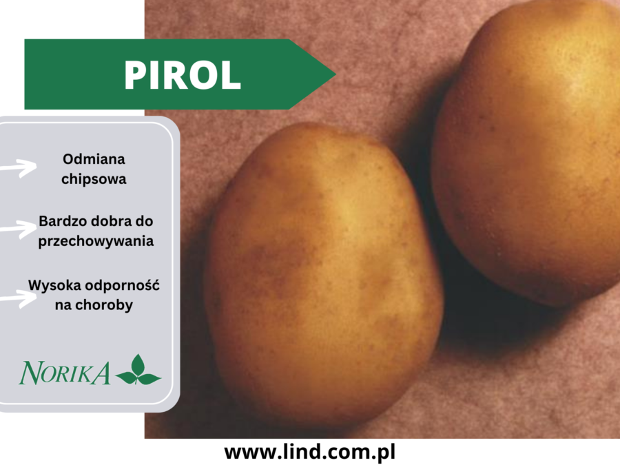 Pirol sadzeniaki ziemniaka seed potatoes
