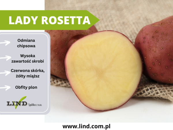 Lady Rosetta sadzeniaki ziemniaka Lind Polska