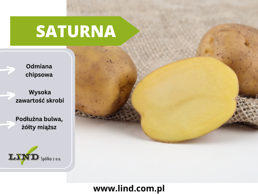 Saturna sadzeniaki ziemniaka Lind Polska Kędrzyno zachodniopomorskie seed potatoes