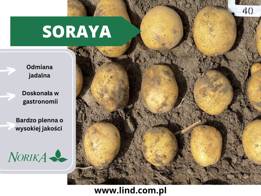 Soraya sadzeniaki ziemniaka seed potatoes Lind Polska